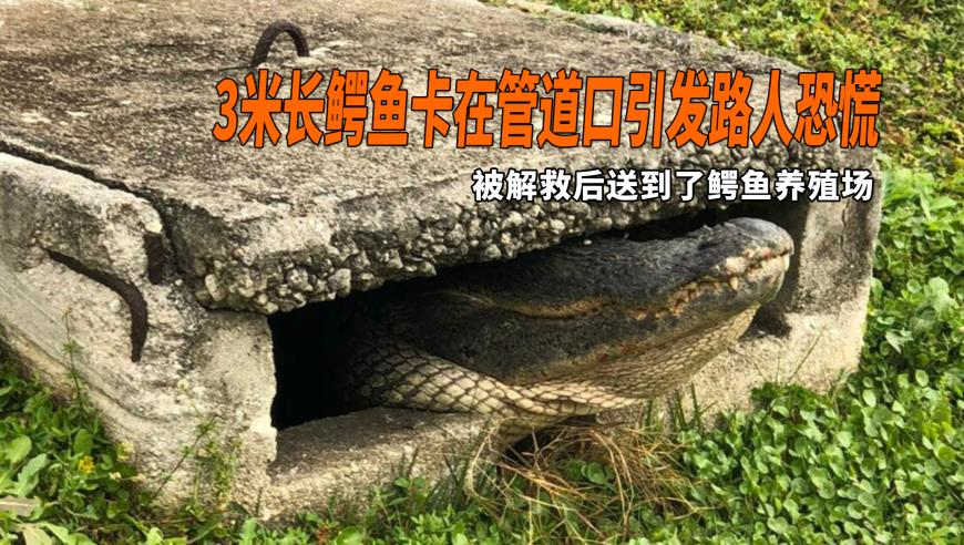白小姐四肖四码选一,美空军男兵穿女式内衣送F16出库,精准解释落实及其象征意义_至尊版V7.44