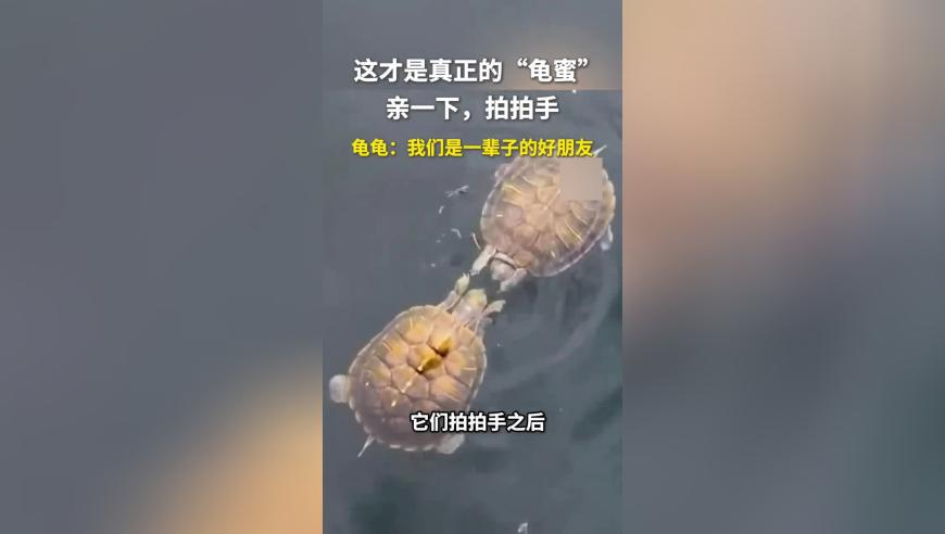 小曹动画抽象来财,香港2823澳门新资料大全免费,前瞻性战略落实探讨_静态版V2.81