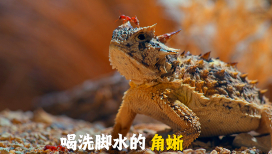 澳门六开彩特马资料开马,巴菲特60年获5.5万倍收益,重点解答解释落实_尊享版V13.34
